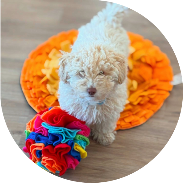 pets_services_puppy