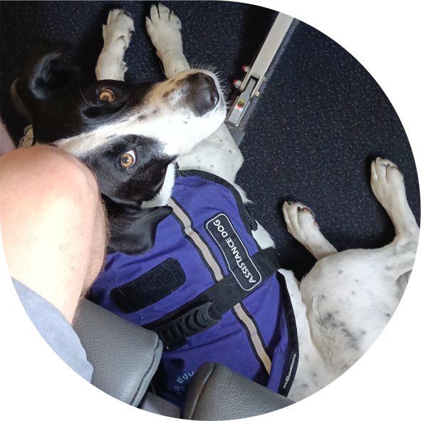 pets_services_travel